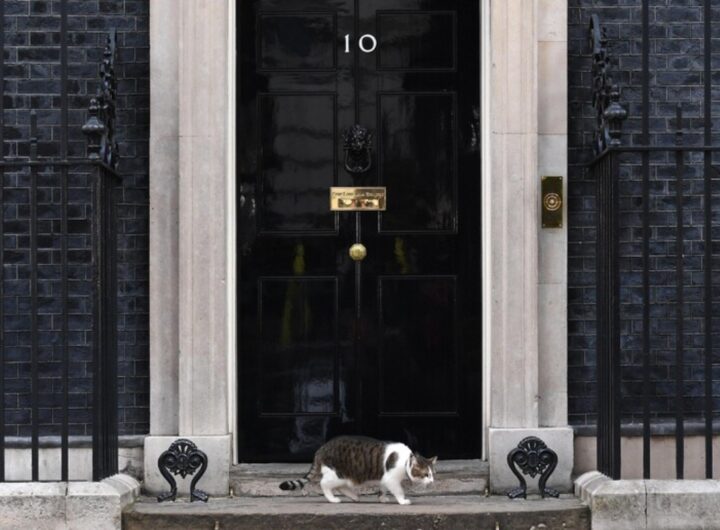 gatto downing street