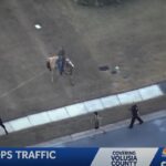 Mucca in fuga per le strade di Port Orange (Florida), un cowboy a cavallo la cattura con il lazzo