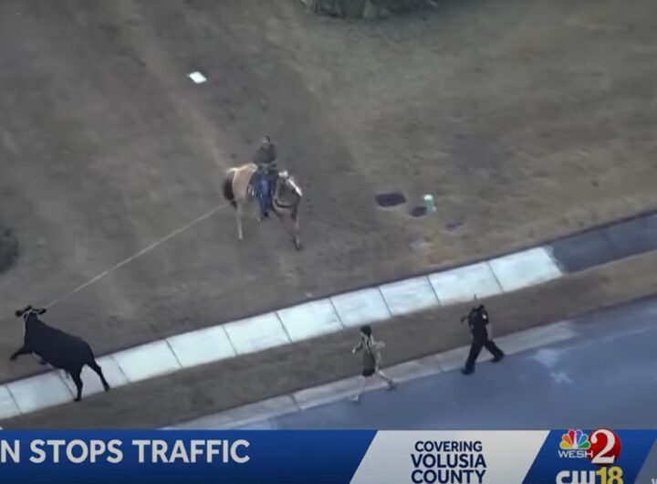 Mucca in fuga per le strade di Port Orange (Florida), un cowboy a cavallo la cattura con il lazzo