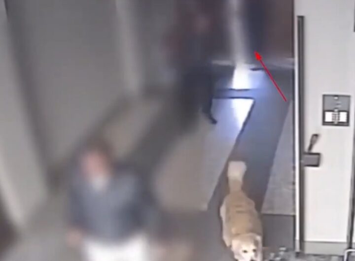 rapina Largo Treves milano