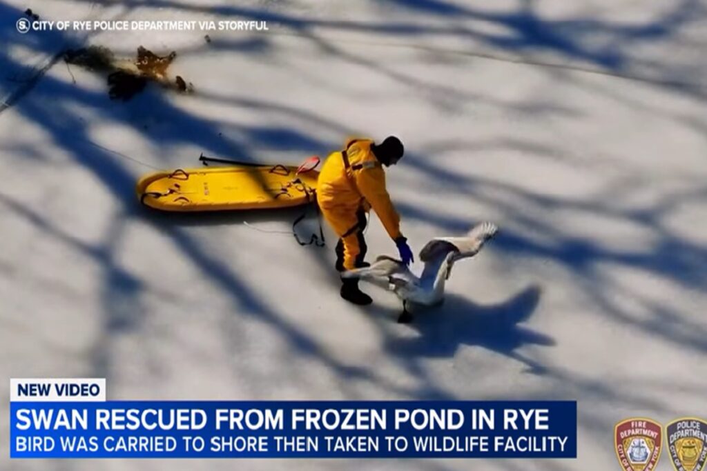 Il video del salvataggio di un cigno da uno stagno ghiacciato