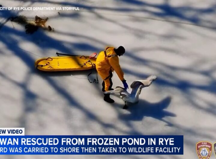 Il video del salvataggio di un cigno da uno stagno ghiacciato