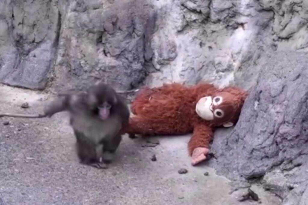 Cucciolo di scimmia gioca con un peluche nello zoo in Giappone