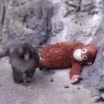 Cucciolo di scimmia gioca con un peluche nello zoo in Giappone