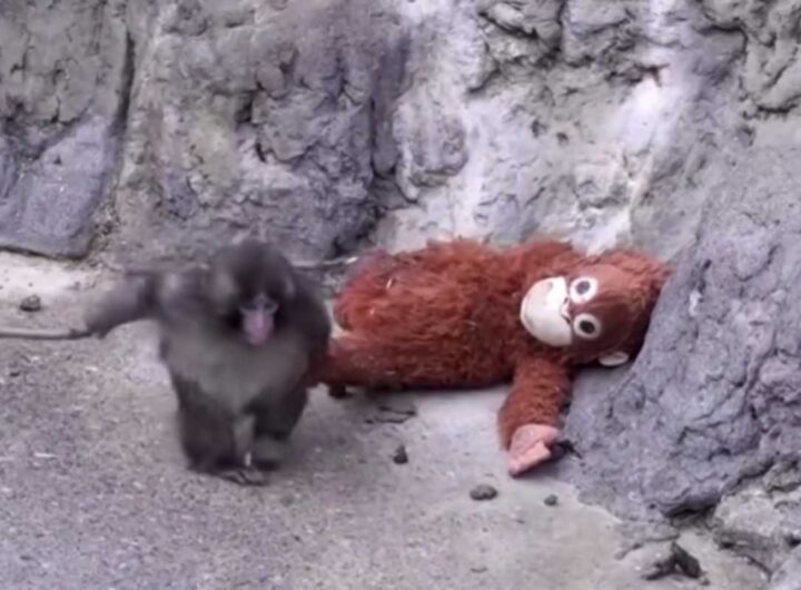 Cucciolo di scimmia gioca con un peluche nello zoo in Giappone