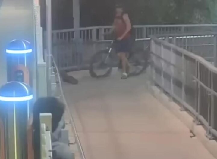 Serpente in stazione