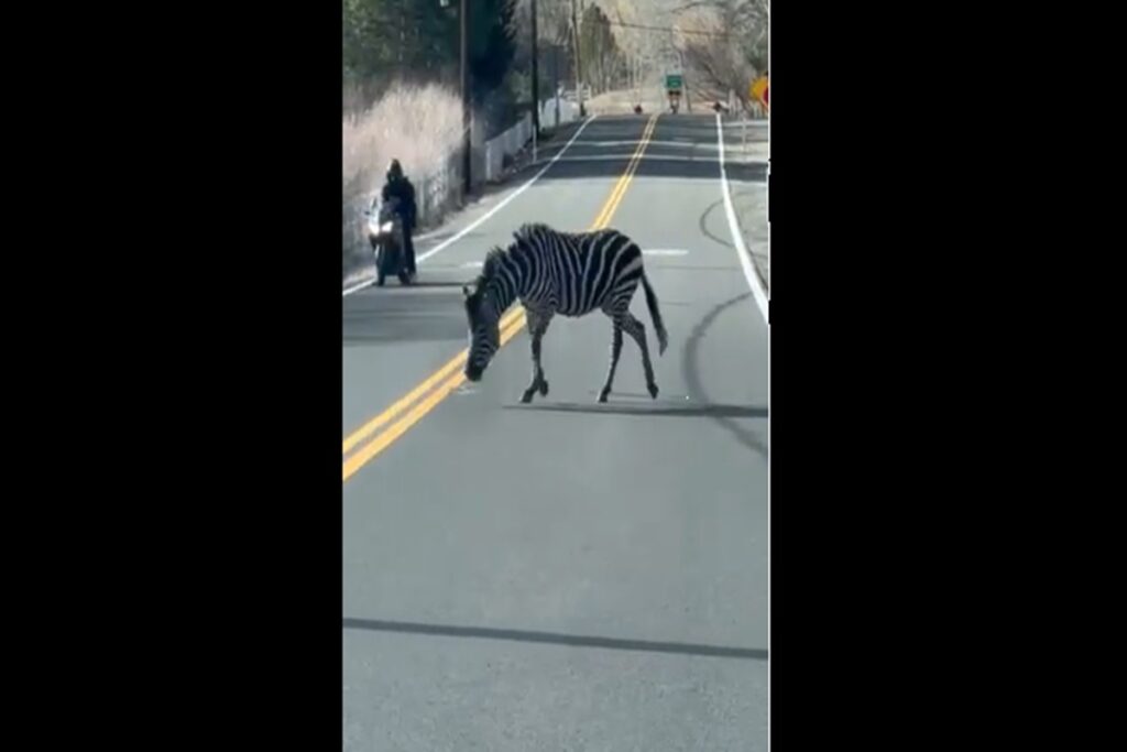 Il video della zebra in fuga che blocca il traffico a Reno, in Nevada
