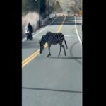 Il video della zebra in fuga che blocca il traffico a Reno, in Nevada