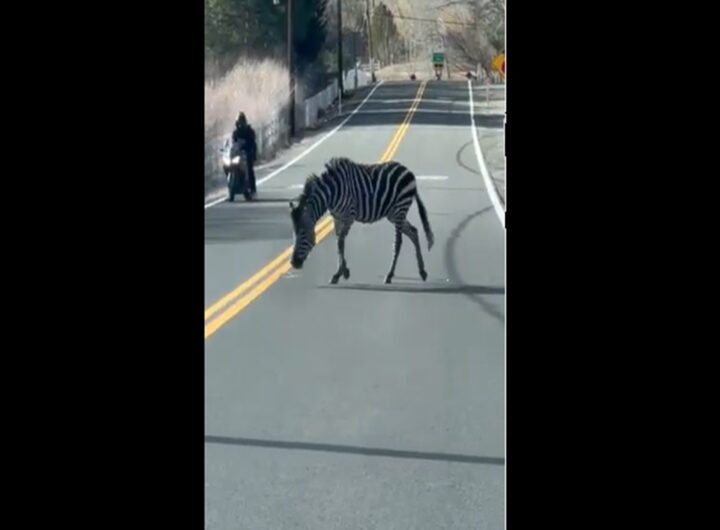 Il video della zebra in fuga che blocca il traffico a Reno, in Nevada