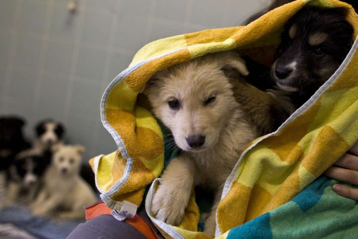 Dubai, emergenza animali abbandonati: cani e gatti lasciati per strada mentre gli stranieri fuggono dalla città