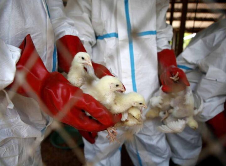 Un caso di aviaria in Lombardia