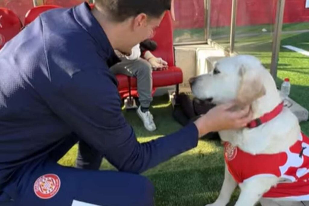 labrador canya girona