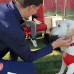 labrador canya girona