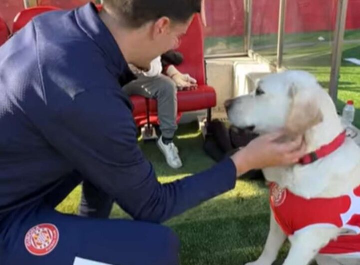 labrador canya girona