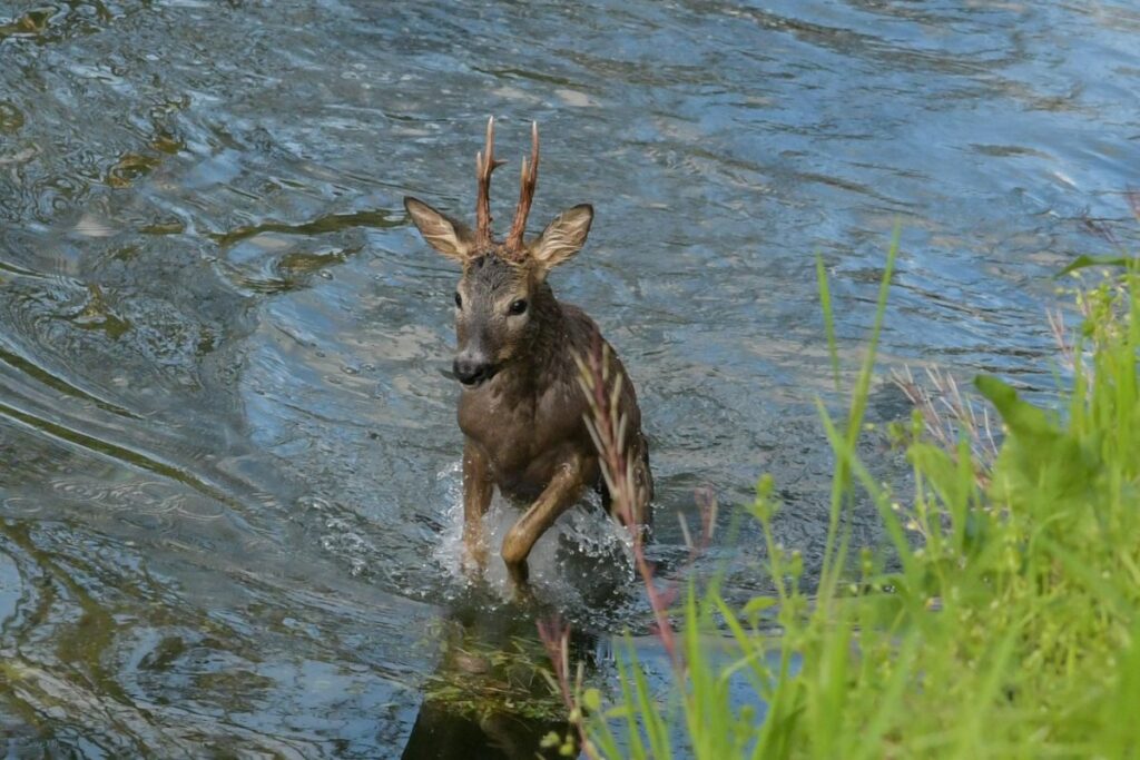 capriolo incidente bicicletta