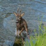 capriolo incidente bicicletta