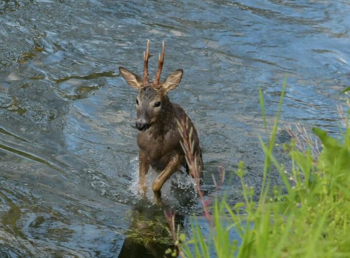 capriolo incidente bicicletta