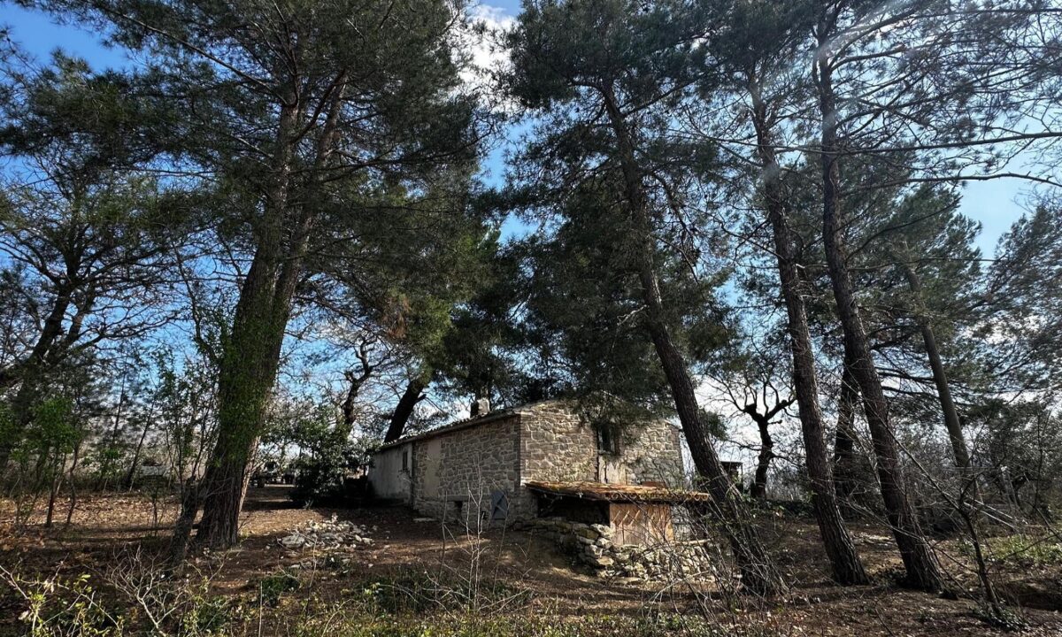 casa nel bosco