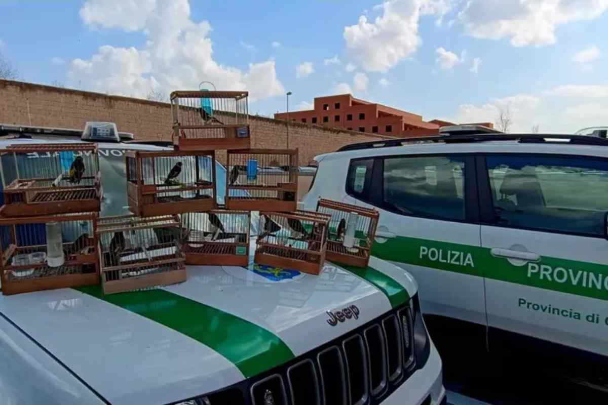 Caserta, catturava cardellini e canarini e li accecava con un ago per farli cantare meglio: denunciato