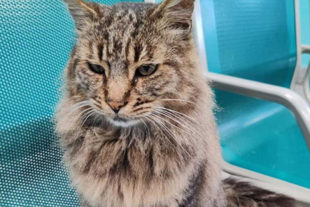 cesare gatto colleferro