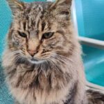 cesare gatto colleferro