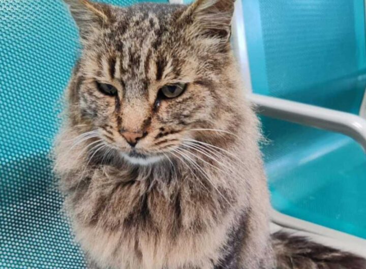 cesare gatto colleferro