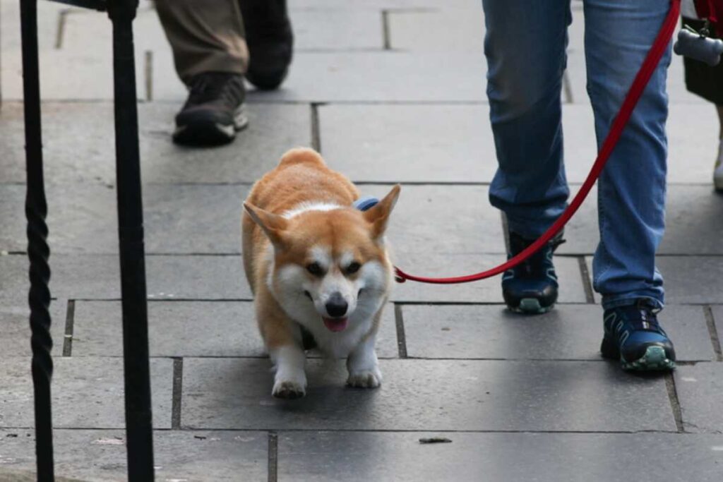 cane corgi