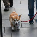 cane corgi