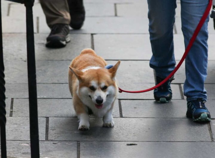 cane corgi