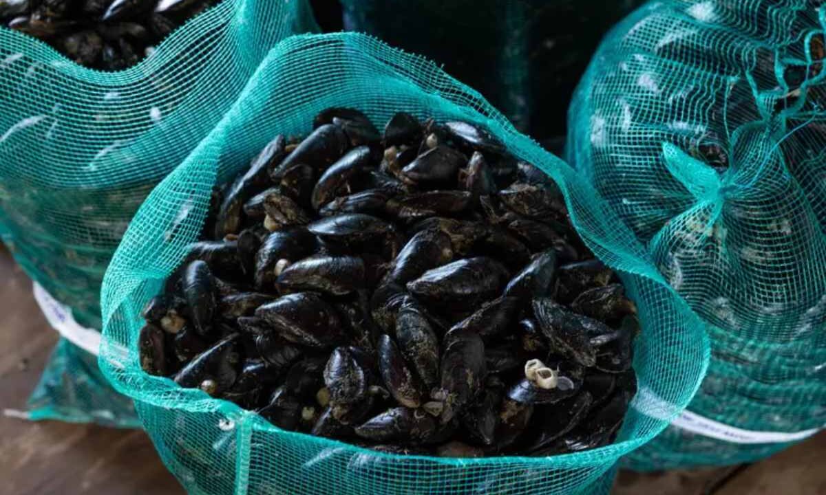 sacco di cozze