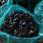 sacco di cozze