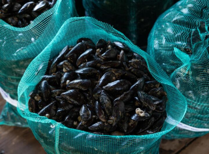 cozze