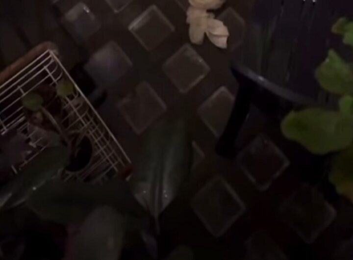 Turista getta rifiuti a Firenze