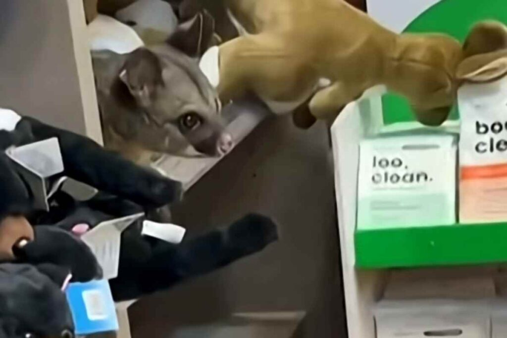 Opossum tra gli scaffali di un negozio
