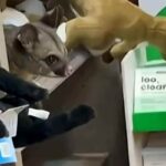 Opossum tra gli scaffali di un negozio