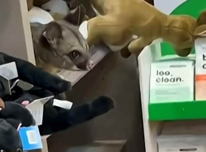 Opossum tra gli scaffali di un negozio