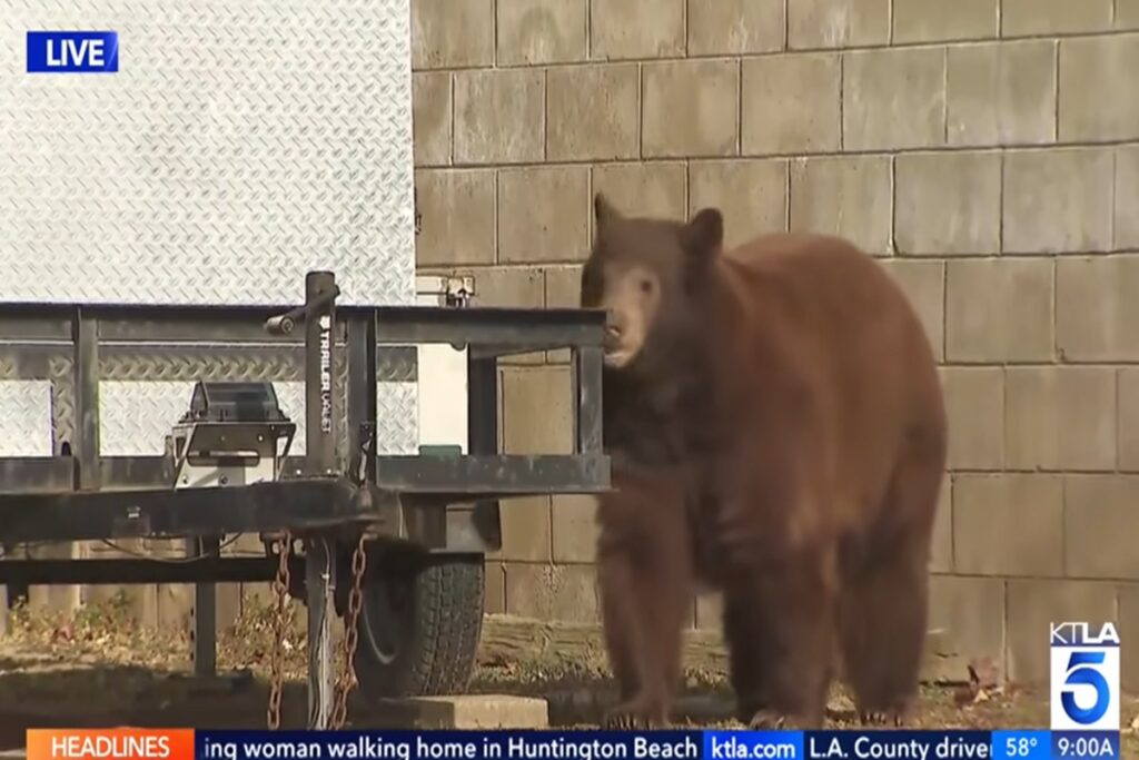 Il video dell'orso che in diretta spunta alle spalle della giornalista