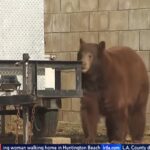 Il video dell'orso che in diretta spunta alle spalle della giornalista