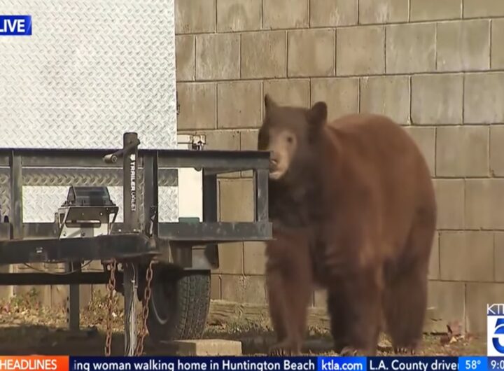 Il video dell'orso che in diretta spunta alle spalle della giornalista
