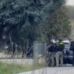 rapinatore su albero