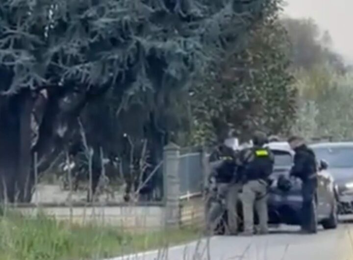 rapinatore su albero