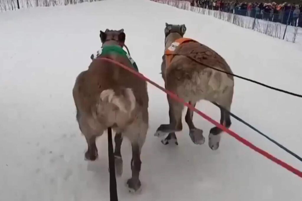 Corsa renne in Lapponia