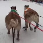 Corsa renne in Lapponia