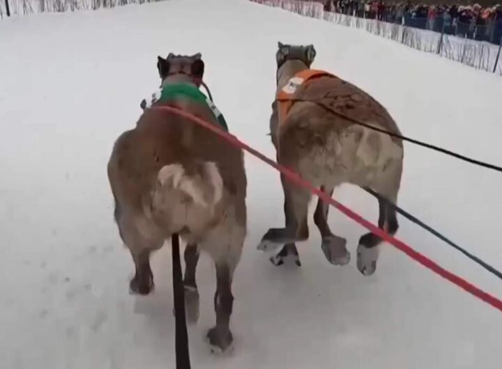 Corsa renne in Lapponia