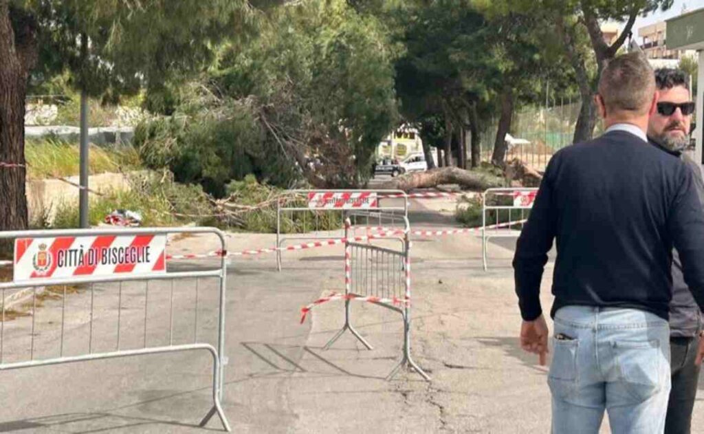 L'albero caduto a Bisceglie che ha travolto una bambina di 12 anni