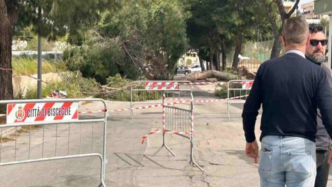 L'albero caduto a Bisceglie che ha travolto una bambina di 12 anni