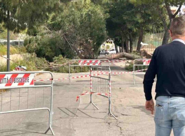 L'albero caduto a Bisceglie che ha travolto una bambina di 12 anni