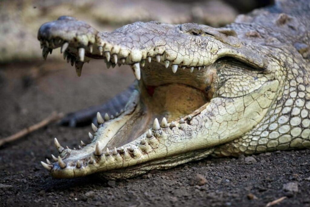coccodrillo