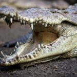 coccodrillo