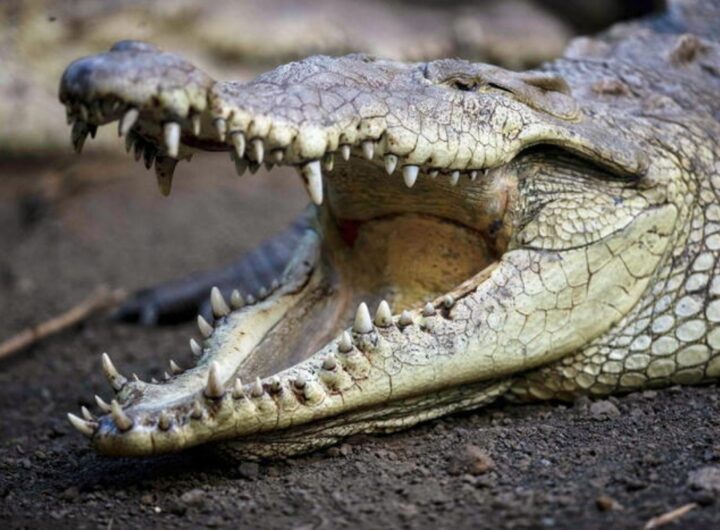 coccodrillo